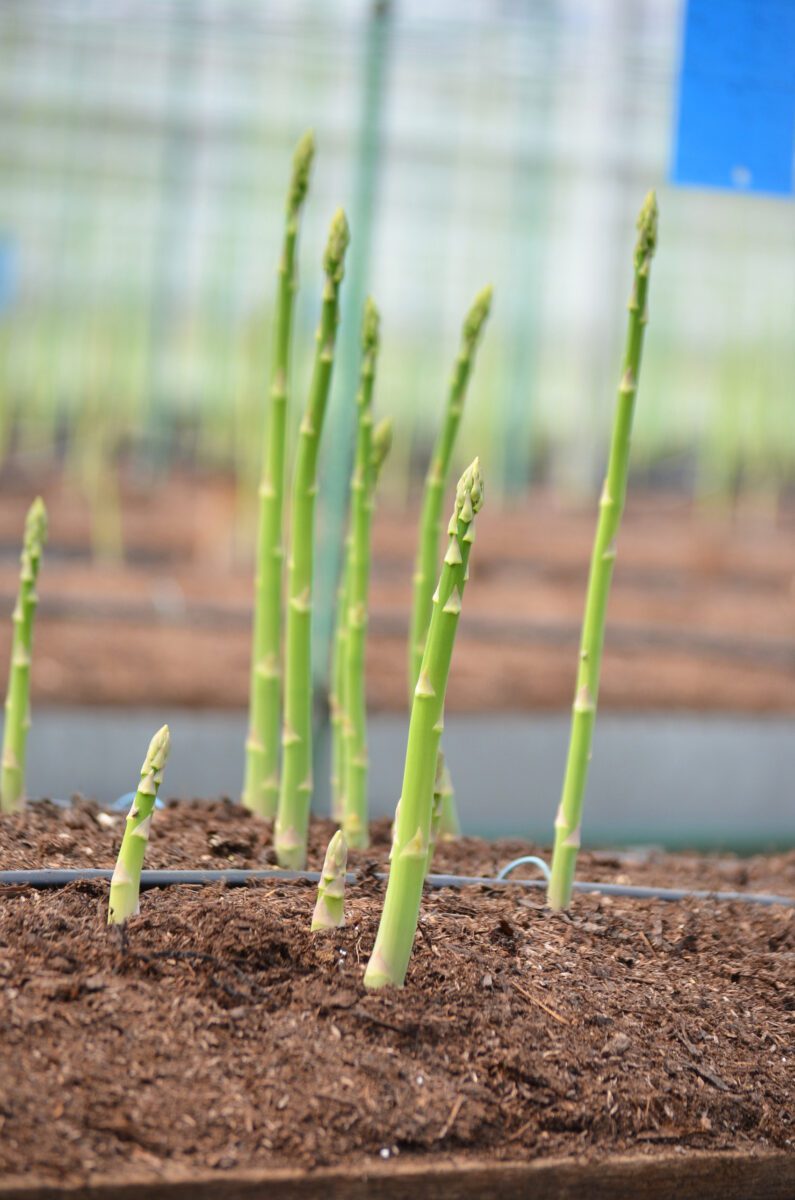 四万十町「アスパラガス」 > TOSA made