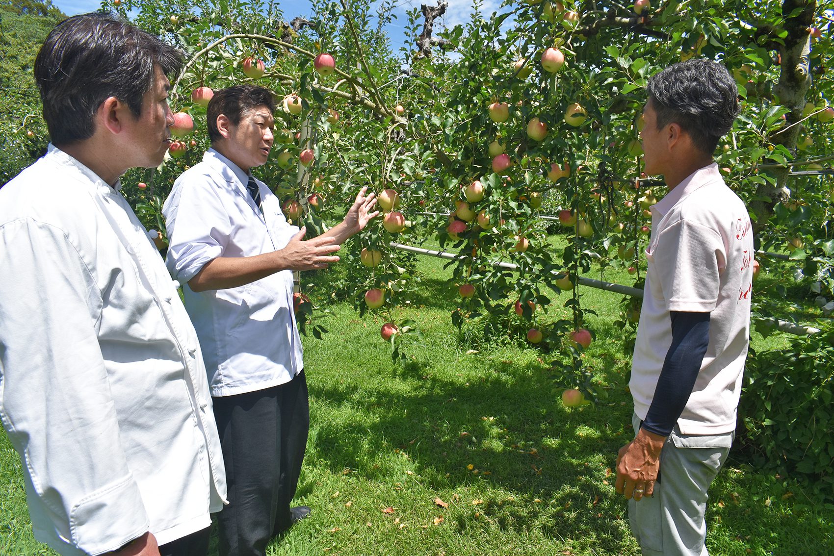 佐川町の山道を登ると開かれた広大な果樹園がある