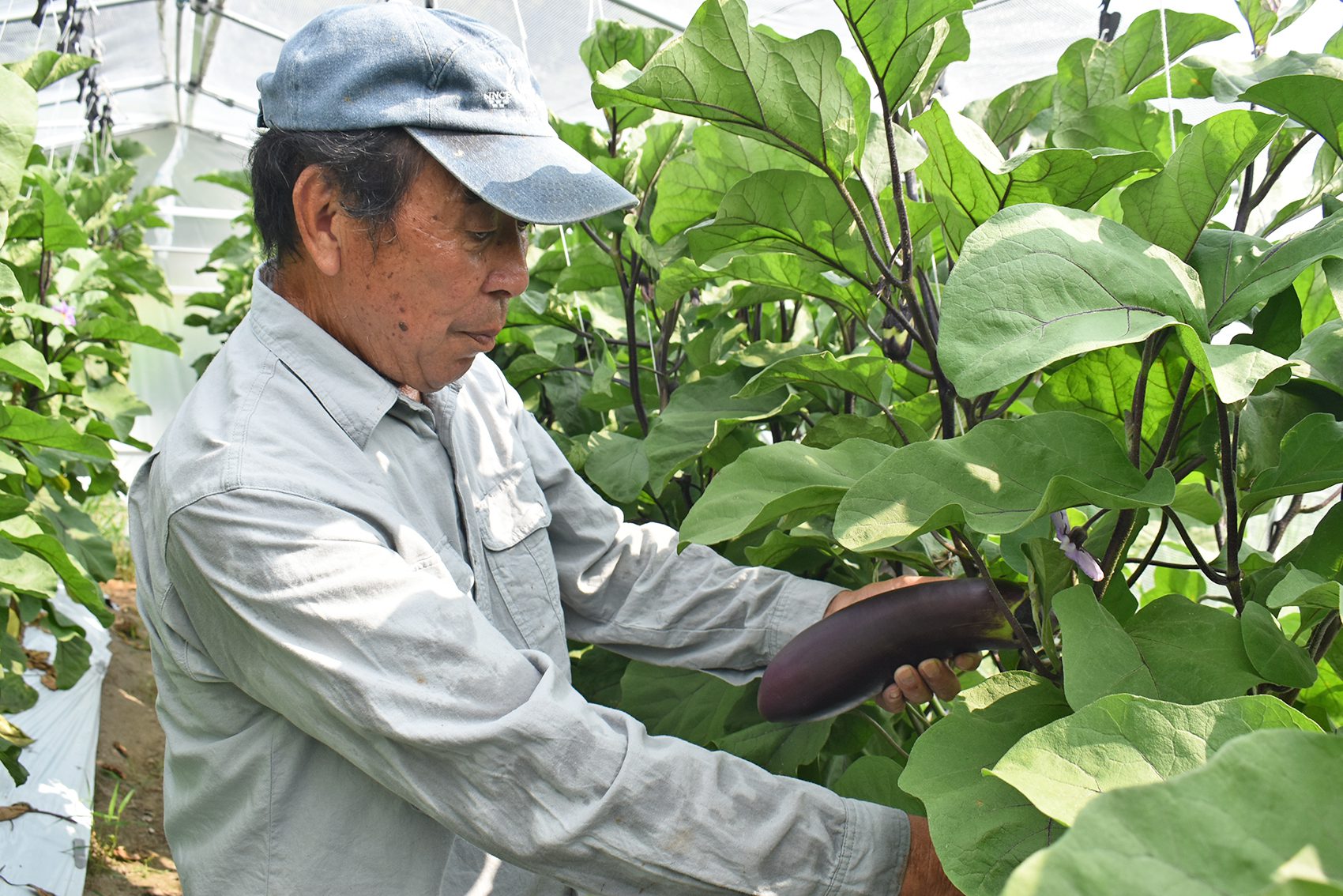 ぼたなす生産者　谷口精作さん