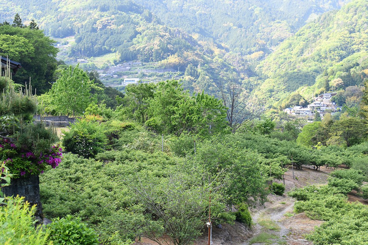 越智町野老山に広がる山椒畑。